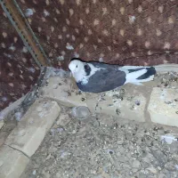 کبوتر خوش رنگ سرحال