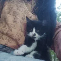 گربه ناز و ملوس