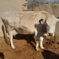 یه راس گاو سیمنتال با گوساله اش نر سیمین|حیوانات مزرعه|تاکستان, |دیوار