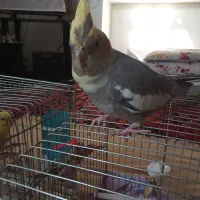 عروس هلندی با قفس700