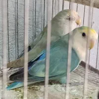 طوطی برزیلی|پرنده|رشت, آب و برق|دیوار