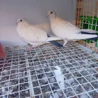 پنج عددکبوتردورک وپلاکی