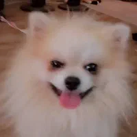 پامرانین عروسک فقط.  برا کشش