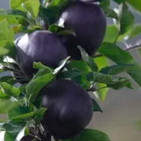 فروش نهال سیب جرومین رویال نهال|خدمات باغبانی و درختکاری|پیرانشهر, |دیوار