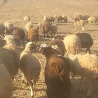 بره قوچ|حیوانات مزرعه|زاغه, |دیوار