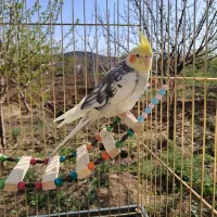 عروس هلندی گمشده