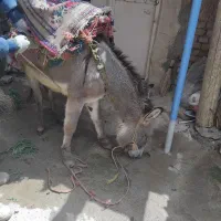 الاق ماده‌ جوان‌ وقوی