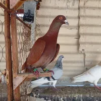 کفتر هوایی درجه یک