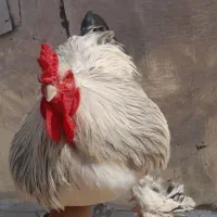 فروش تک خروس برهما لایت وارداتی|حیوانات مزرعه|گنبد کاووس, |دیوار