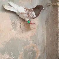 کفتر‌|پرنده|تربت‌حیدریه, پارک پرستار|دیوار