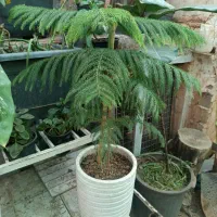 گل کاج مطبق یک عددسرحال وخشکل|گل و گیاه طبیعی|سبزوار, شرق کال جنوبی (شمس آبادی)|دیوار