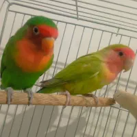 یک جفت کوتوله مولد