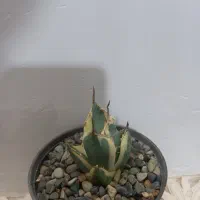 گل و کاکتوس|گل و گیاه طبیعی|شاهرود, |دیوار