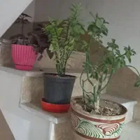 گل وگلدون  سرحال وشاداب