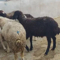 گوسفند داشتی کاور