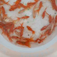 ماهی قرمز گلفیش