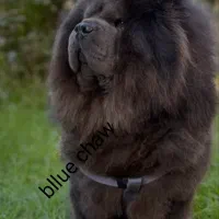 چاوچاو نر بلو بالغ کشش چاو چاو بلو اورجینال