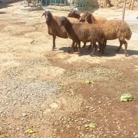 ۴عدد میش چاق