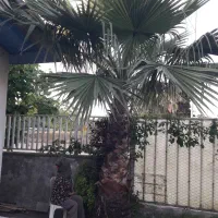 نخل واشینگتن و لاتانیا زمینی فروشی