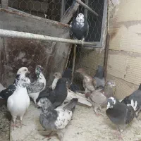 کبوتر  ،کل قهوای ، سینه ای، جوجه،