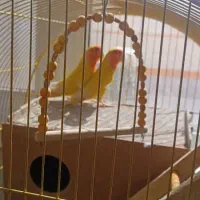 جفت عروس هلندی و کوتوله مولد و دستی