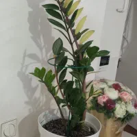 بلک ابلغ دفرمه کوچک وبزرگ درسایز های مختلف