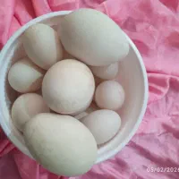 تخم غاز و اردک