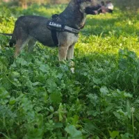 سگ گمشده|حیوانات|دوگنبدان, |دیوار