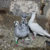 کفتر رنگه سینه هفرنگ دمسفید سارکاکلی ....