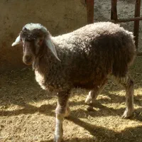 ۲راس بره نر و ماده