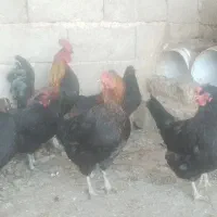 مرغ و خروس