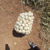 بذر پیاز روز کوتاه و روز بلنده