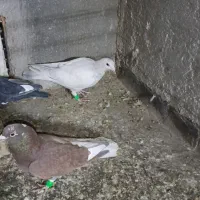 ۵ تا نر هوایی|پرنده|تربتحیدریه, طالقانی|دیوار