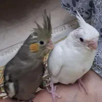 جفت عروس هلندی  با دوتا جوجه