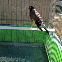 سهره نر جفتی|پرنده|تهران, مشیریه|دیوار