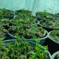 سبزه نارنج  قیمت ۷۰|خدمات باغبانی و درختکاری|بابل, |دیوار