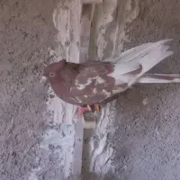 کله ابادانی