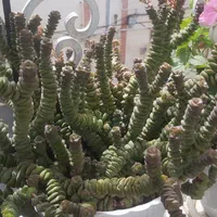 گل و گیاه|گل و گیاه طبیعی|لنگرود, |دیوار
