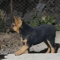 توله ژرمن ورک نر|سگ|لار, |دیوار