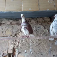 کبوتر غریبگیری