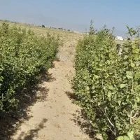 واگذاری-باغ-پسته
