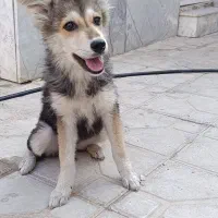 سگ ژرمن هاسکی
