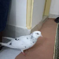 سلام  یک کفتر ماده  سفید خال خالی