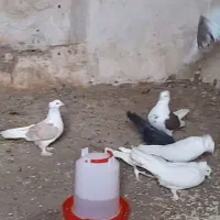 ۱۰ عدد کبوتر خوشگل|پرنده|کالپوش, |دیوار