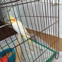 لوتینوماده یکساله مولد