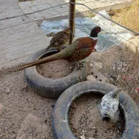 پرنده زینتی زیبا وورجه یک