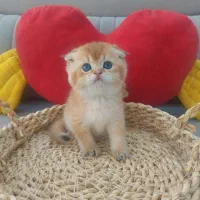 گربه های بریتیش و اسکاتیش گلد