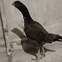 لاری افغان|حیوانات مزرعه|فلاورجان, |دیوار