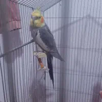 فروش فقط به علت نرسیدن|پرنده|گرمسار, |دیوار