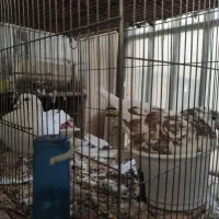 کبوتر(کفتر) تهرانی و کاشانی|پرنده|اصفهان, شهرک صنعتی امیرکبیر (شاپور جدید)|دیوار